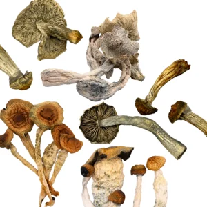 Dried Magic Mushrooms 3.5g – OnlyShrooms - Image 3