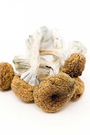 Texas Yellow Caps Magic Mushrooms