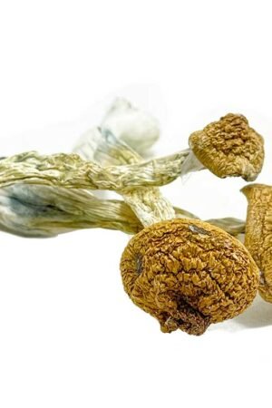 MAGIC MUSHROOMS
