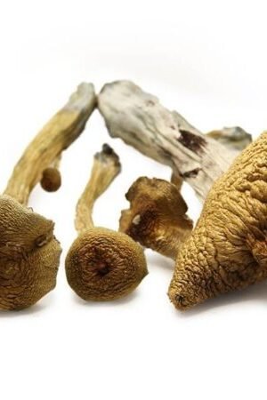 ALACABENZI MAGIC MUSHROOMS