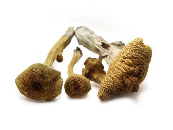 ALACABENZI MAGIC MUSHROOMS