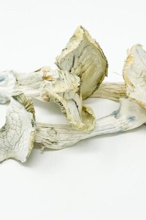 ALBINO A+ MUSHROOMS