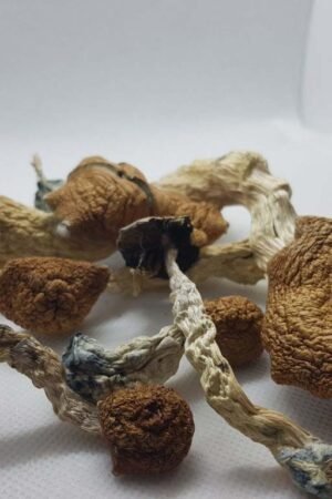 AMAZONIAN MAGIC MUSHROOMS
