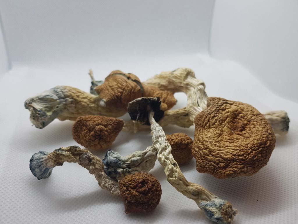 AMAZONIAN MAGIC MUSHROOMS