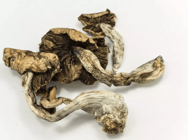 MAGIC MUSHROOMS (Psilocybe Cubensis)